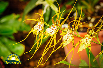Orchidée Brassia - Maculata